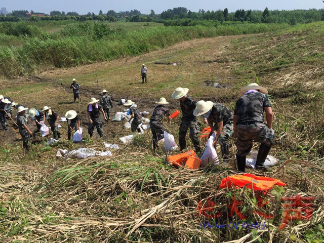 　　7月9日，根据洪山区防汛指挥部的指示，我校民兵抢险应急分队24人赶赴天兴洲防洪责任大堤，进行防汛抢险。(刘从贵摄)